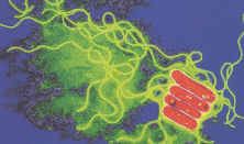 Legionella Bacteria
