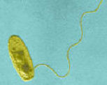 Legionella bacterium